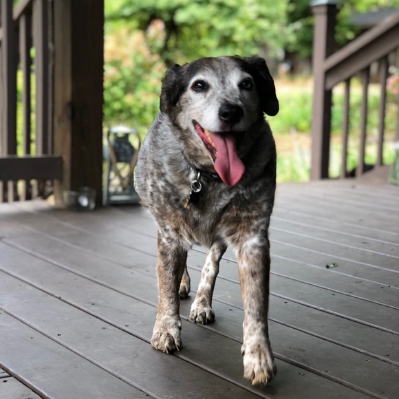 Meet Emilee: Eclectic Posher & Puppy Mom - Picture 6 of 8